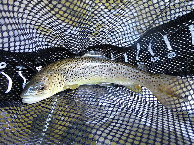 DSC01372.jpg - Another healthy stocked brown.                               