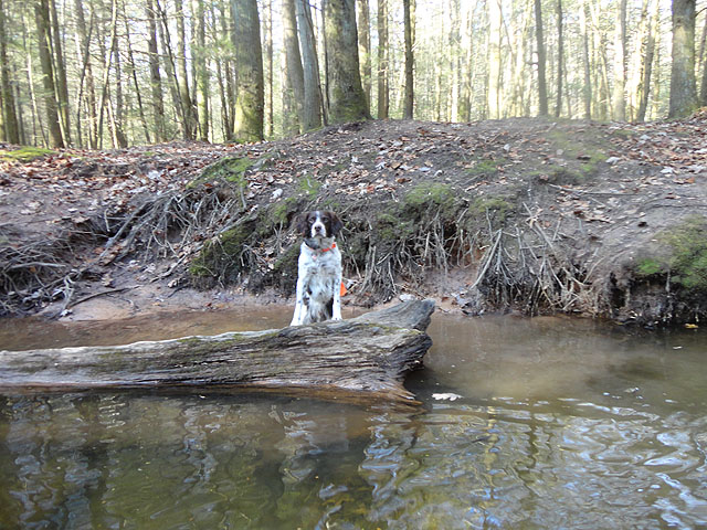 DSC01373.jpg -                                I think Remy wants to help