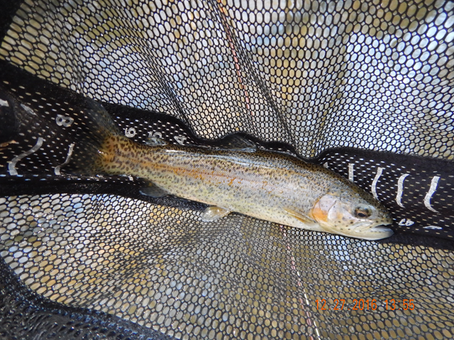 DSCN1808.jpg -                       First fish of the day.  The stockers are actually starting to get natural looking colors!         