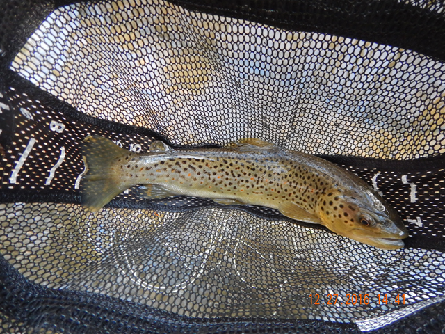DSCN1811.jpg -                       A pretty 14 inch brown! It even has some orange spots.         