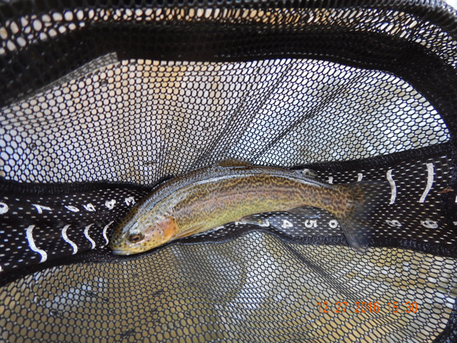 DSCN1817.jpg -                                Another pretty 12 inch rainbow.