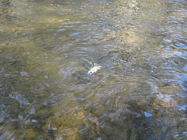 DSC00524.jpg -                                Caught one