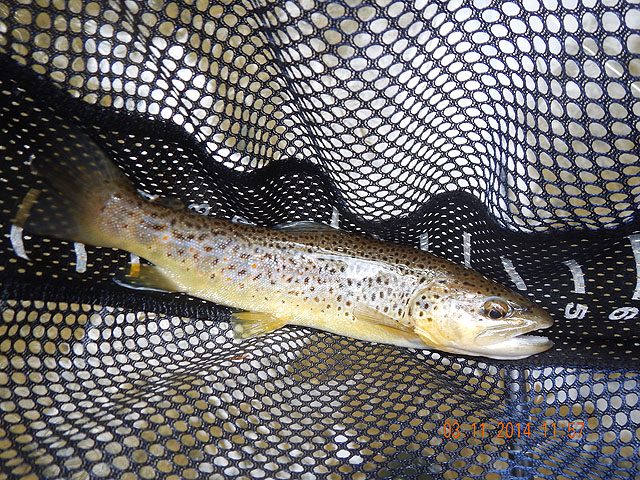 DSCN0406.jpg -                                I hit first with this nice but thin brown.
