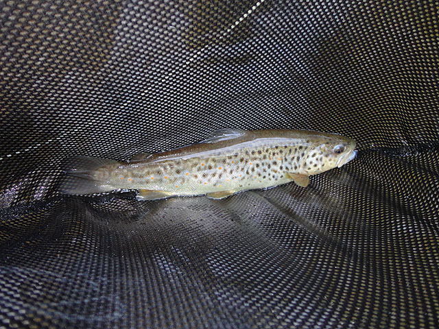 DSC00569.jpg - Trout 2                               