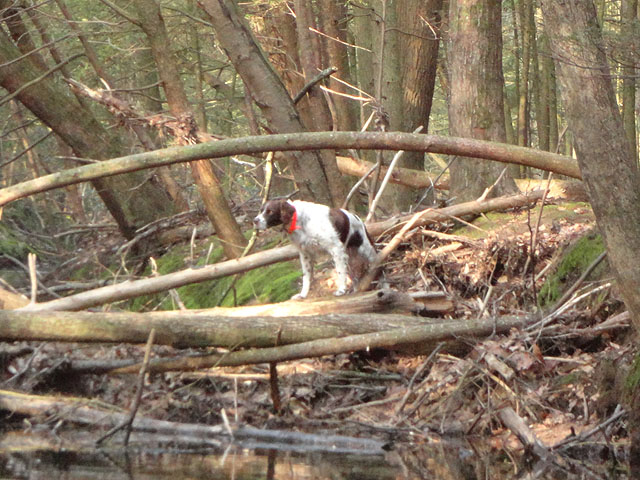 DSC00572.jpg -                                Remy gets adventuresome.