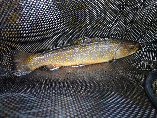 DSC00575.jpg - Trout are starting to take on their natural colors.                               