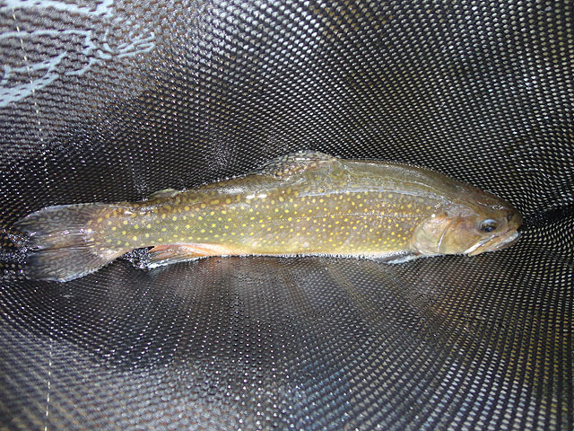 DSC00576.jpg - Trout 4                               