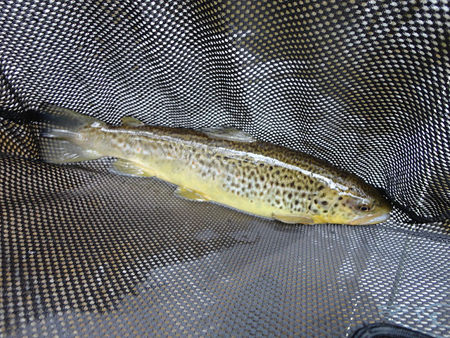 DSC00579.jpg - Trout 5                               