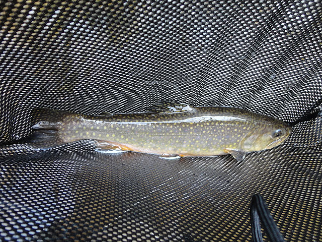 DSC00580.jpg - Trout 6                               