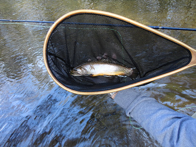 DSC00585.jpg - Little better pic of the same fish.                               