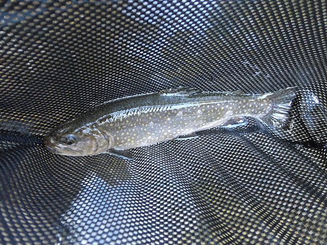DSC00587.jpg - Trout 6                               