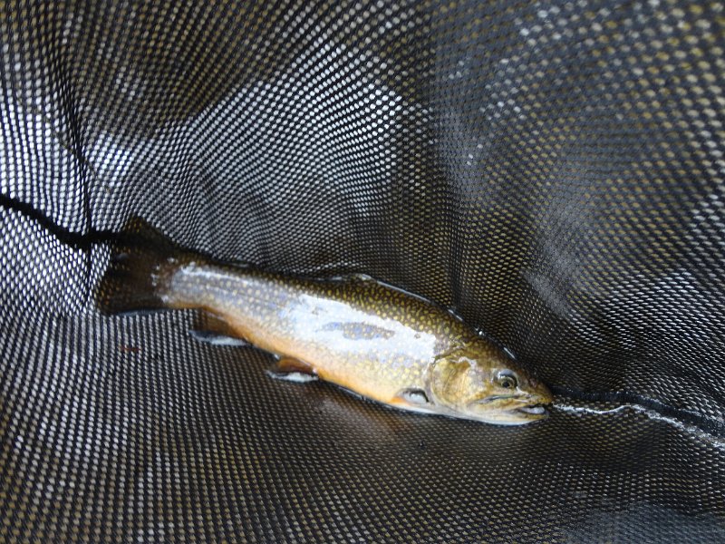 DSC00591.JPG - Brookie starting to get some color.