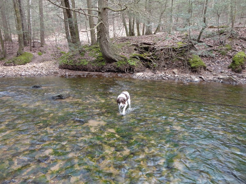 DSC00598.JPG - Remy is now comfortable crossing...as long as the water is low.