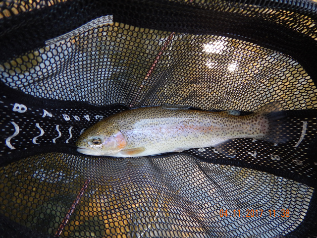 DSCN1883.jpg - I then got this fiesty rainbow.                               