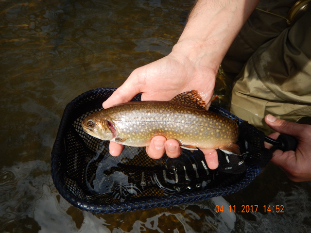 DSCN1897.jpg -                                This guy went an easy 14 inches.