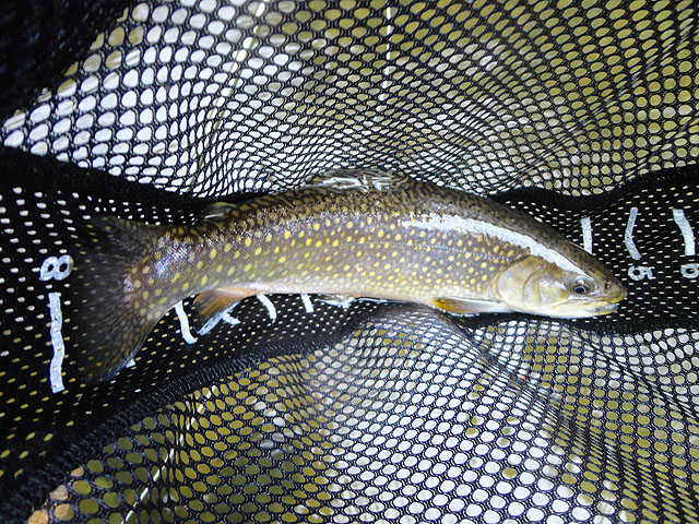 DSC01462.jpg -                                My last for the day.  Brookies were cooperative.