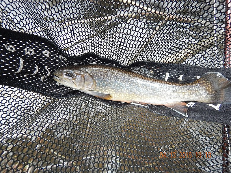 DSCN3032.jpg - Chasing stockers.  Nice 12 incher, even though it has no color.