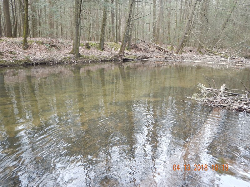 DSCN3033.jpg - Clarks is such a pretty stream.  Water is still a bit tanic.