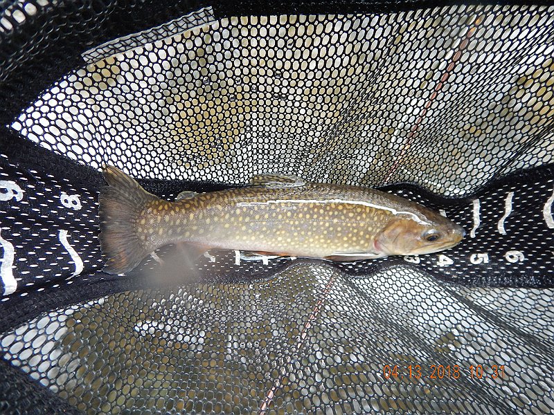 DSCN3035.jpg - Couple of the brookies started to show some color.  If they last another month, they might be looking pretty good.