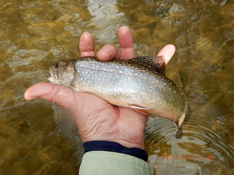 DSCN3039.jpg - Same fish just to give an idea of the size.