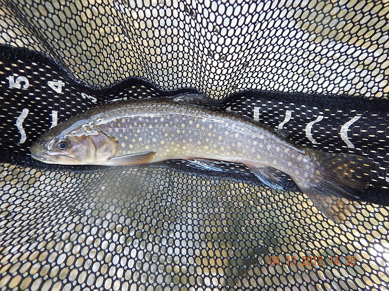 DSCN3049.jpg - Then another brookie.