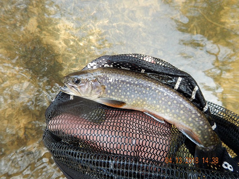 DSCN3050.jpg - Here is a better look at the same fish.