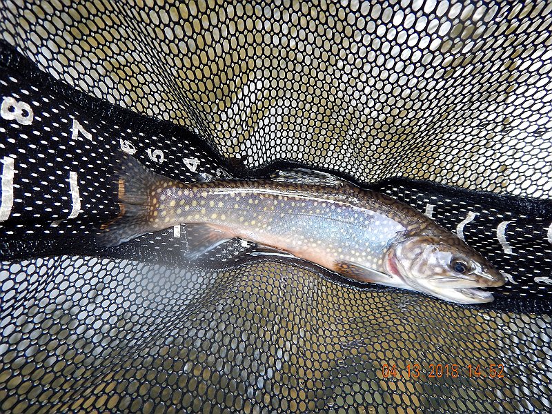 DSCN3051.jpg - If I kept switching flies, I could keep catching.