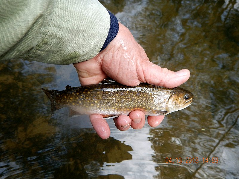 DSCN3054.jpg - Last fish of the day....had to get going.  Probably could have caught a bunch more.  Gotta love those stockers.