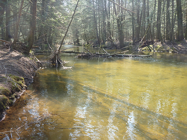 P1000667001.jpg - Water still looks tinted
