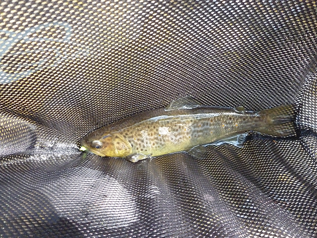 P1000625001.jpg