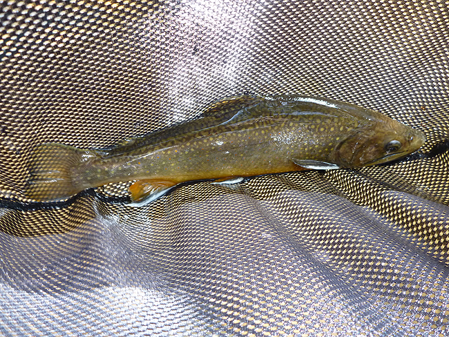 P1000631001.jpg