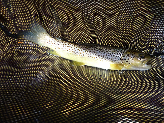 P1000633001.jpg