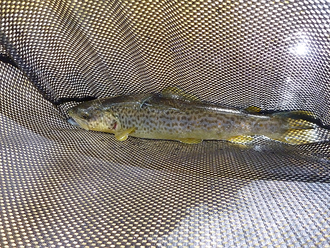 P1000635001.jpg