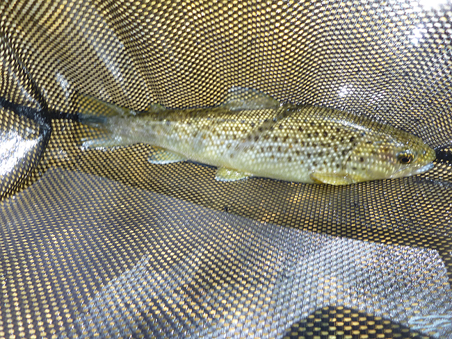P1000636001.jpg
