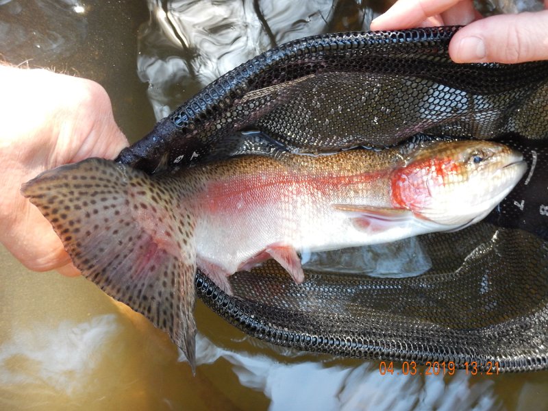 $Clarks2019a002$.jpg - Damn thing wouldn't fit in my trout net.  Looked like a steelhead rather than a rainbow.  (I know, they are the same thing)
