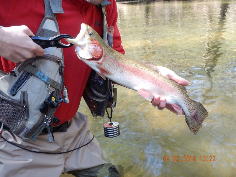 $Clarks2019a006$.jpg - Same fish....lots of pics cause it was the only fish (except a chub or two) caught today.