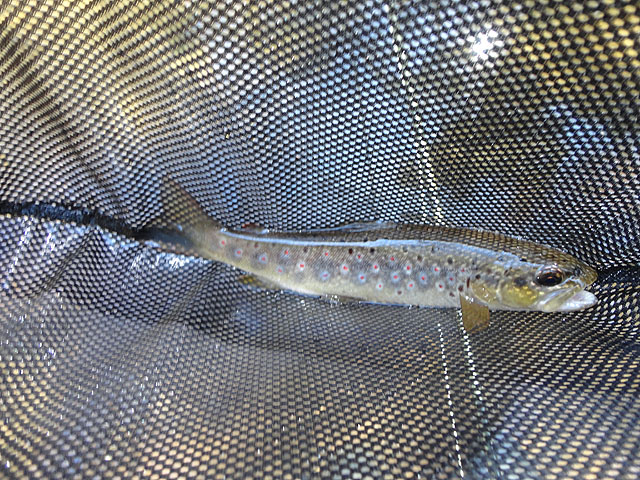 DSC00603.jpg - Fish are starting to get their colors                               
