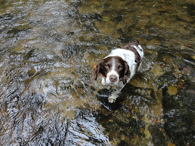 DSC00010001.jpg - Remy follows me into the stream.
