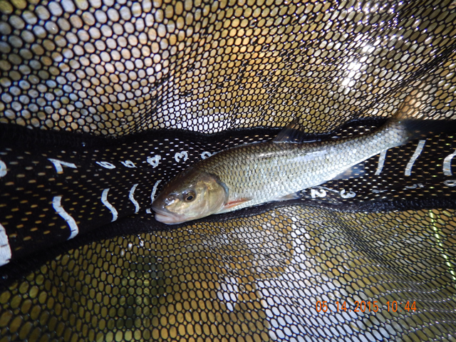 DSCN0308.jpg -                                My first fish...an imposter.