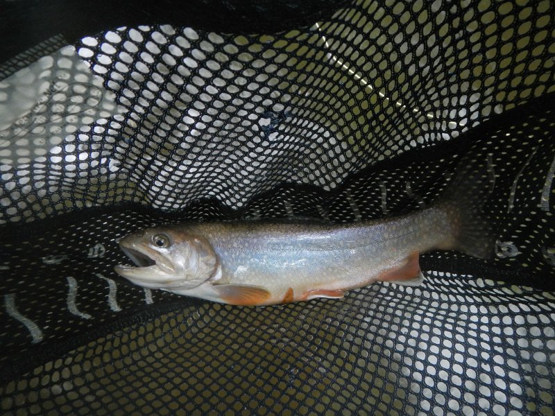 DSCN3137.jpg - Gary got this one too.  Obvious stocked trout.  But, for a rainy day stockers were the only game in town.