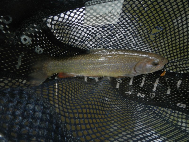 DSCN3138.jpg - This was one of Gary's too.  A brookie.