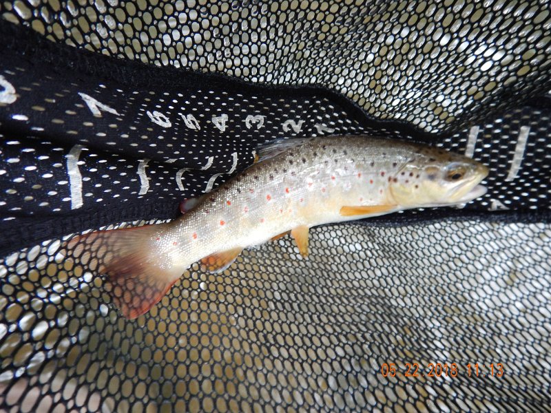 DSCN3210.jpg - After missing one on a dry, I got this brown on...would you believe...a yellow woody.