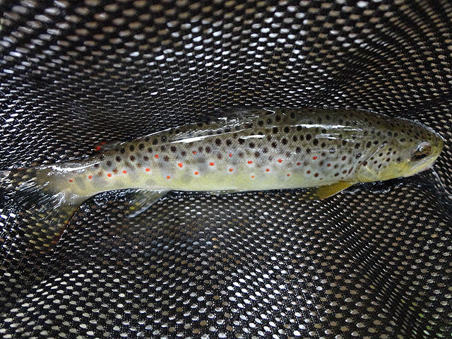 DSC00812.jpg -                                First fish of the day.