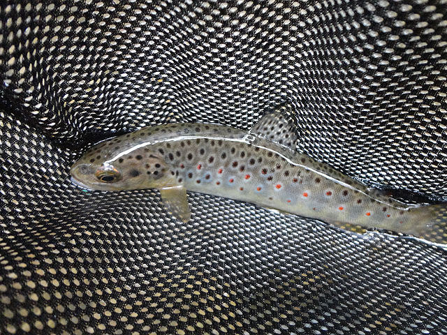 DSC00813.jpg -                                Beautiful red spots.