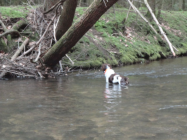 DSC00815.jpg -                                Remy trying to cross the stream
