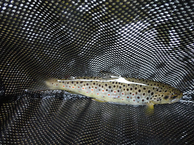DSC00816.jpg - Fish are now taking on some nice color                               