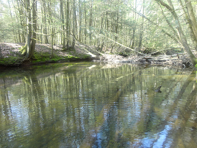 DSC01496.jpg -                                Lots of dead falls in the water are causing more slow pools