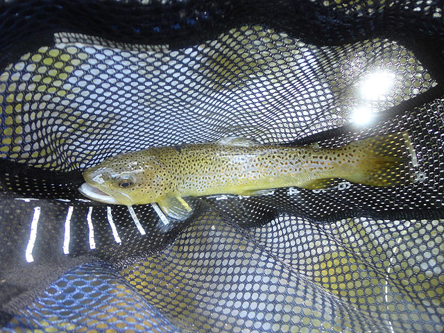 DSC01497.jpg -                                Second brown.  Not a bad fish.  This one went about 14 inches.