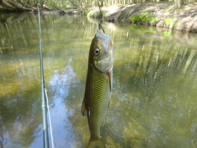 DSC01500.jpg -                                A trout imposter.  When these guys start to hit its time to move to another location.