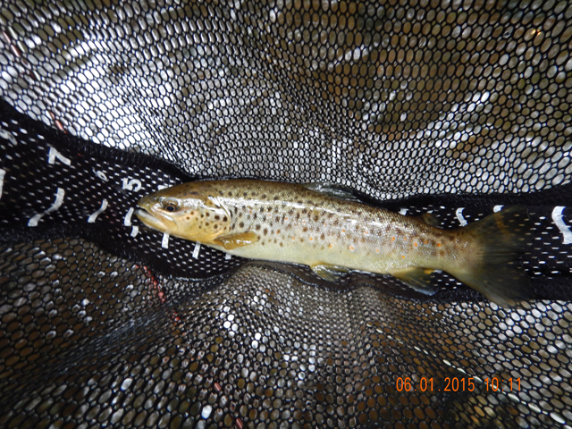 DSCN0391.jpg -                                Then I finally landed another.